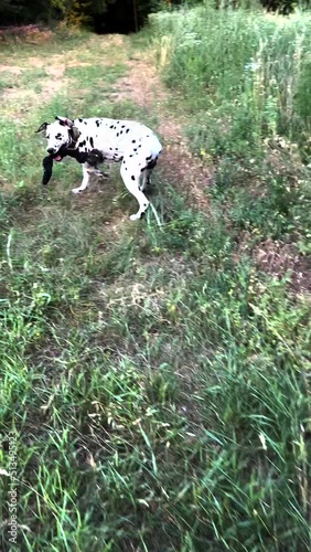 Young Dalmatian dog plays with man and runs during walk.