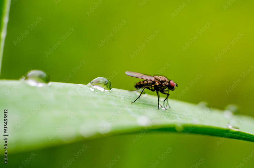 Fototapeta premium a fly on glass
