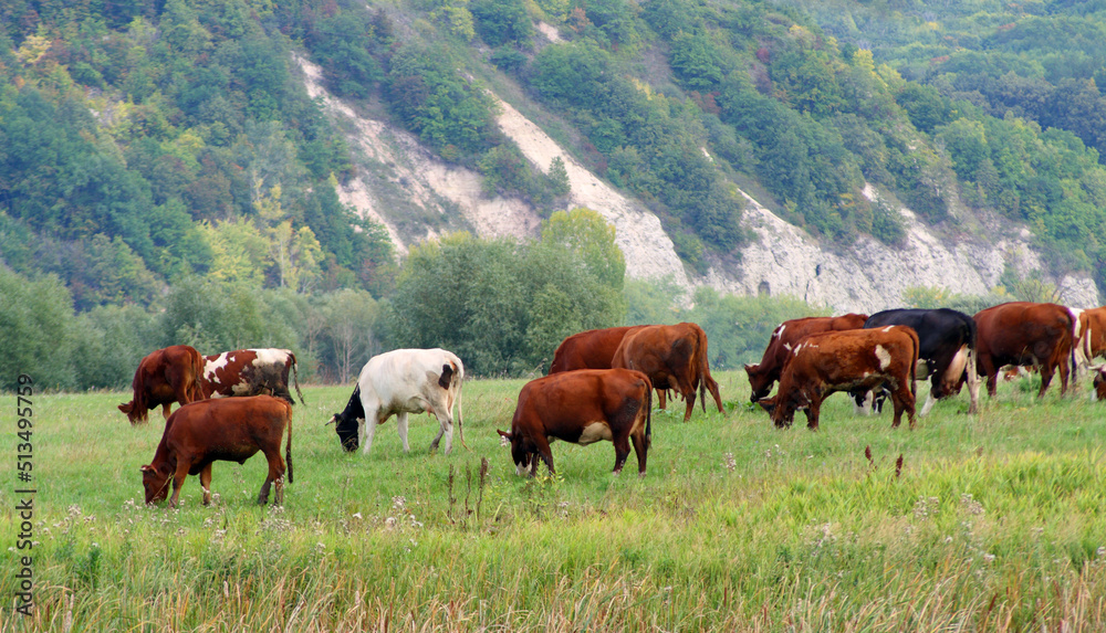 cows on pasture cows on pasture