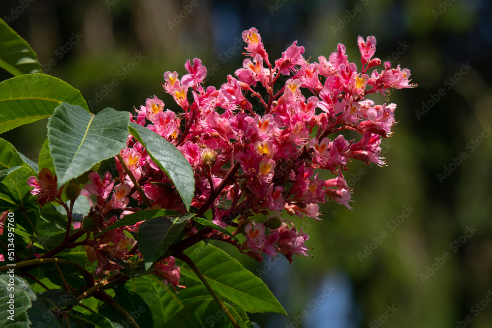 branch of Red Chestnut on a blurred background branch of Red Chestnut on a blurred background