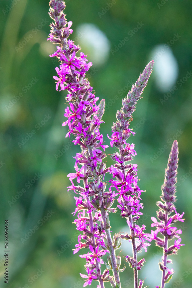 Obraz premium Purple loosestrife Lythrum salicaria on a natural green blurred background