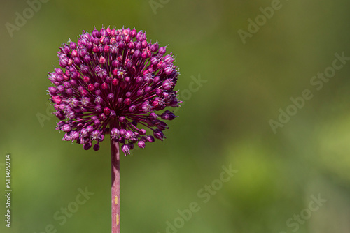 flower of Purple Milkweed, Asclepias Purpurascens, on a green blurred background photo