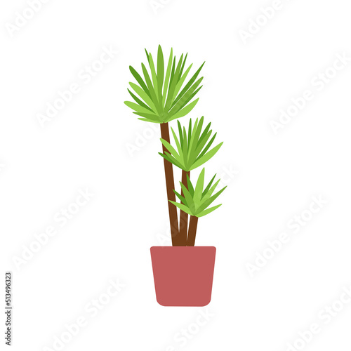 Vector yucca tree in pot. Common yucca illustration. Indoor green-leaf houseplant in planter. Flat vector illustration of a homeplant isolated on white background