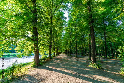 An avenue with green trees in the summer at the Clara Zetkin Park in Leipzig