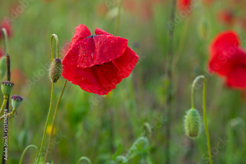beautiful single red poppy flower with dew drops on blurred background
