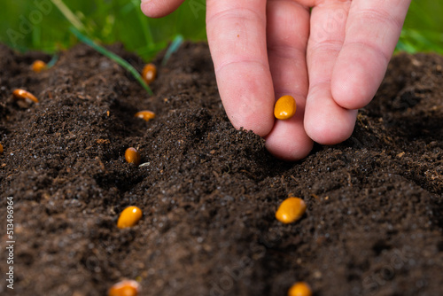 The farmer's hand is planting seeds in the soil. Close-up.
