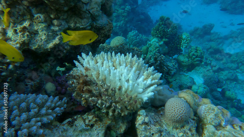 Bleaching and death of corals from excessive seawater heating due to climate change and global warming. Decolored corals in the Red Se, Egypt