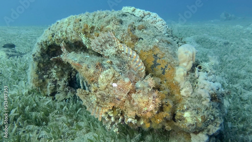 Fototapeta Naklejka Na Ścianę i Meble -  Scorpion fish lie on the reef. Bearded Scorpionfish (Scorpaenopsis barbata).Red sea, Egypt