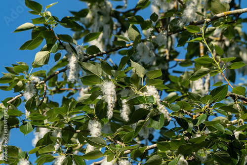 Photography Poplar fluff. Allergy season. Selective focus