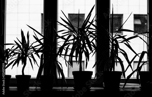 Plants on window sill photo