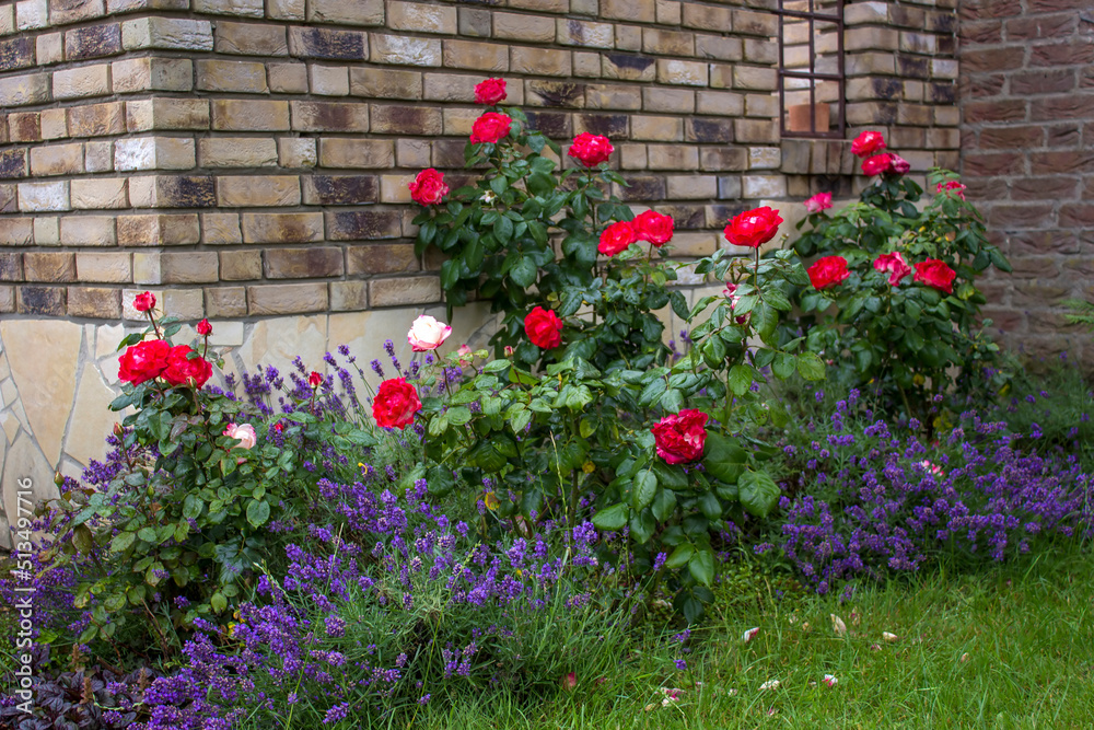 flowerbed in the garden - roses and lavender flowers