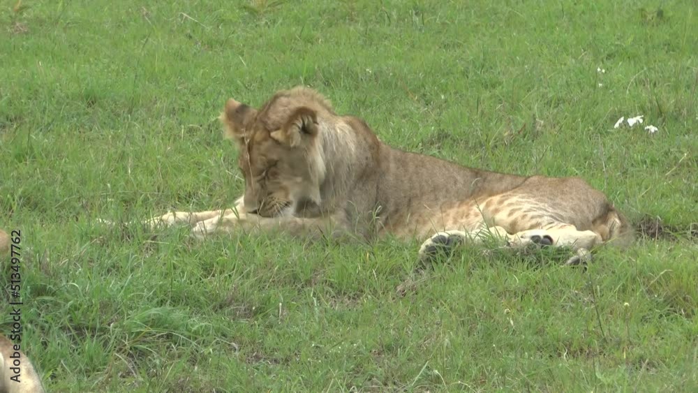 lion cub washes himself in Maasai Mara Kenya lion cub washes himself in Maasai Mara Kenya