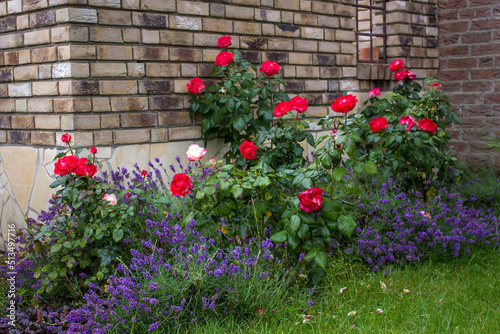 Fototapeta Naklejka Na Ścianę i Meble -  flowerbed in the garden - roses and lavender flowers