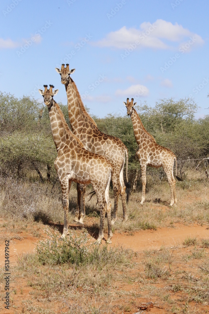 Obraz premium In the Limpopo province of South Africa, three young bull giraffes stand in a clearing at the edge of a tree area looking intently at the camera.