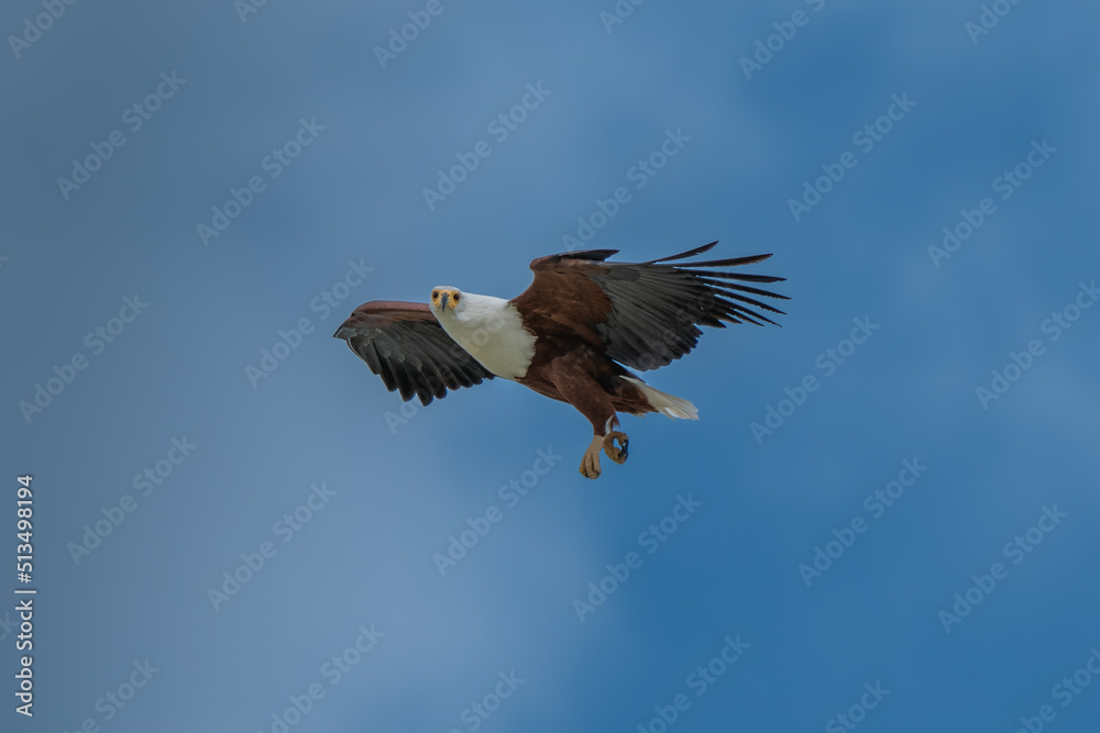 Obraz premium African Fish-eagle, Haliaeetus vocifer, brown bird with white head fly. Eagle flight above the lake water. Wildlife scene from African nature, Okavango delta, Botswana, Africa