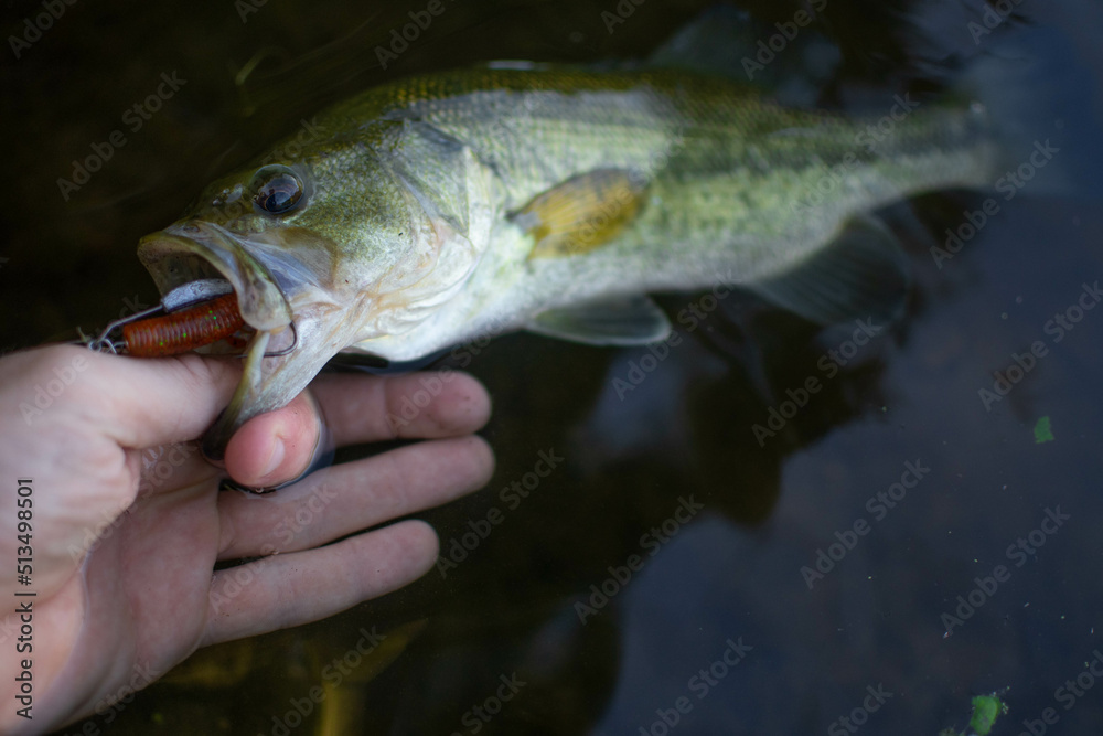 Fototapeta premium fish in hand