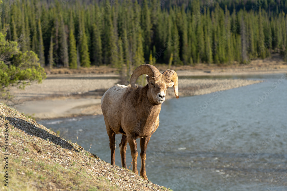 Obraz premium Bighorn sheep (Ovis canadensis) ram climbing foraging on cliff.