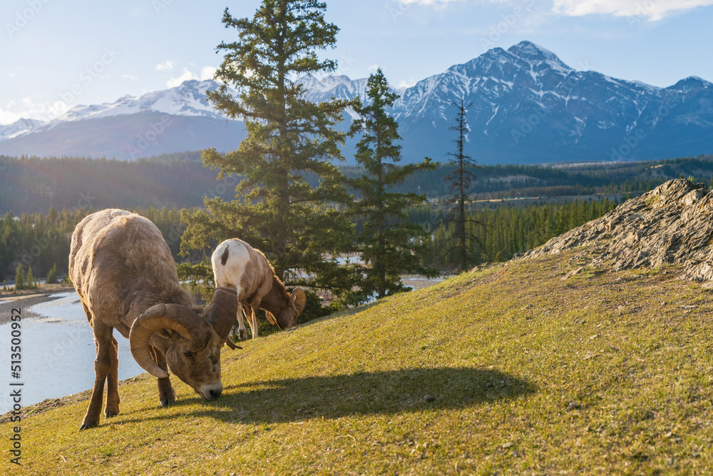 Naklejka premium Foraging BigHorn Sheep (Ovis canadensis) ram portrait. Canadian Rockies Jasper National Park landscape background. Nature scenery.