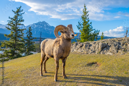 Photos Standing BigHorn Sheep (Ovis canadensis) ram portrait