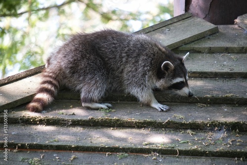 Closeup of a Raccoon on wooden planks in Pairi Daiza, Belgium photo