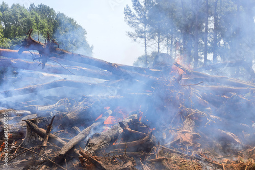 A forest fire caused a fallen tree to burn on the ground produced ecological disaster with around smoke when wildfire