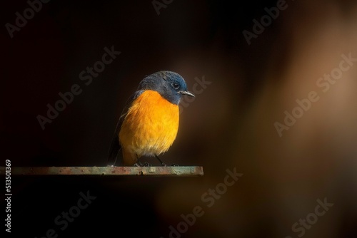 Selective focus shot of blue-fronted redstart (phoenicurus frontalis) photo