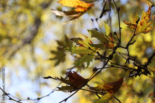 close-up autumn leaves