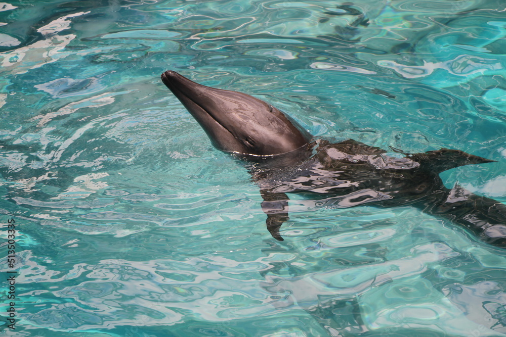 Obraz premium 上から見た1匹のイルカ