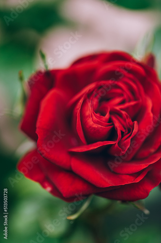 Close up of beautiful classic red garden roses