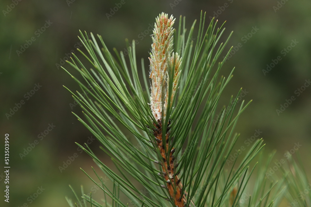 Pine tree for flowers and fruits. High quality image Pine tree for flowers and fruits. High quality image