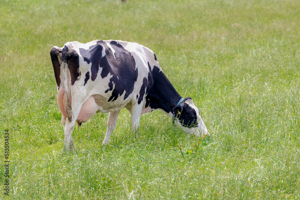 Black and white Dutch cows standing and nibbling fresh grass on green meadow, Typical summer polder landscape in Holland, Open farm with dairy cattle on the field in countryside of Netherlands. Black and white Dutch cows standing and nibbling fresh grass on green meadow, Typical summer polder landscape in Holland, Open farm with dairy cattle on the field in countryside of Netherlands.