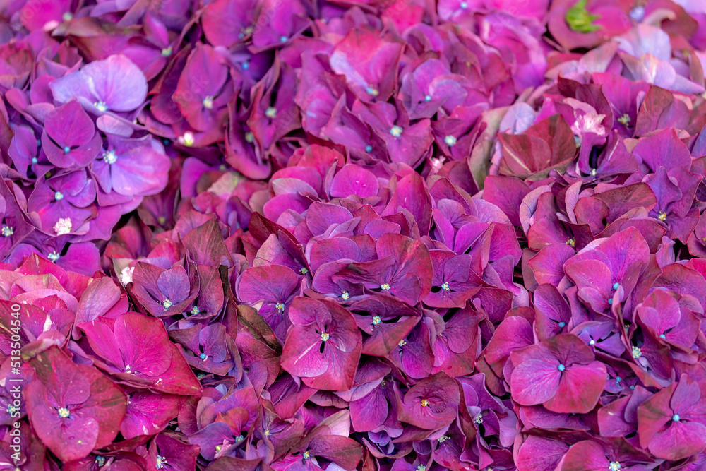 Close up bushes of Hydrangea with selective focus, Colorful violet  purple ornamental flower, Hortensia flowers are produced from early spring to late autumn, Natural floral texture pattern background