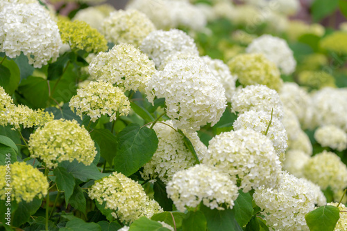 Selective focus white flower of Hydrangea Arborescens in the garden with green leaves, Smooth hydrangea is a species of flowering plant in the family Hydrangeaceae, Natural floral pattern background. photo