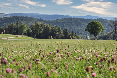 Wiese, Wald und Berge