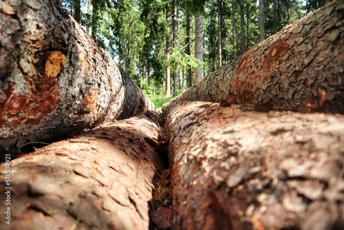 Baumstämme im Wald