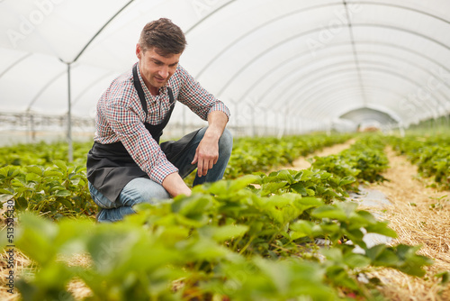 Male farmer taking care of strawberry plants