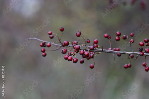 Hawthorn branch with tree fruits.
