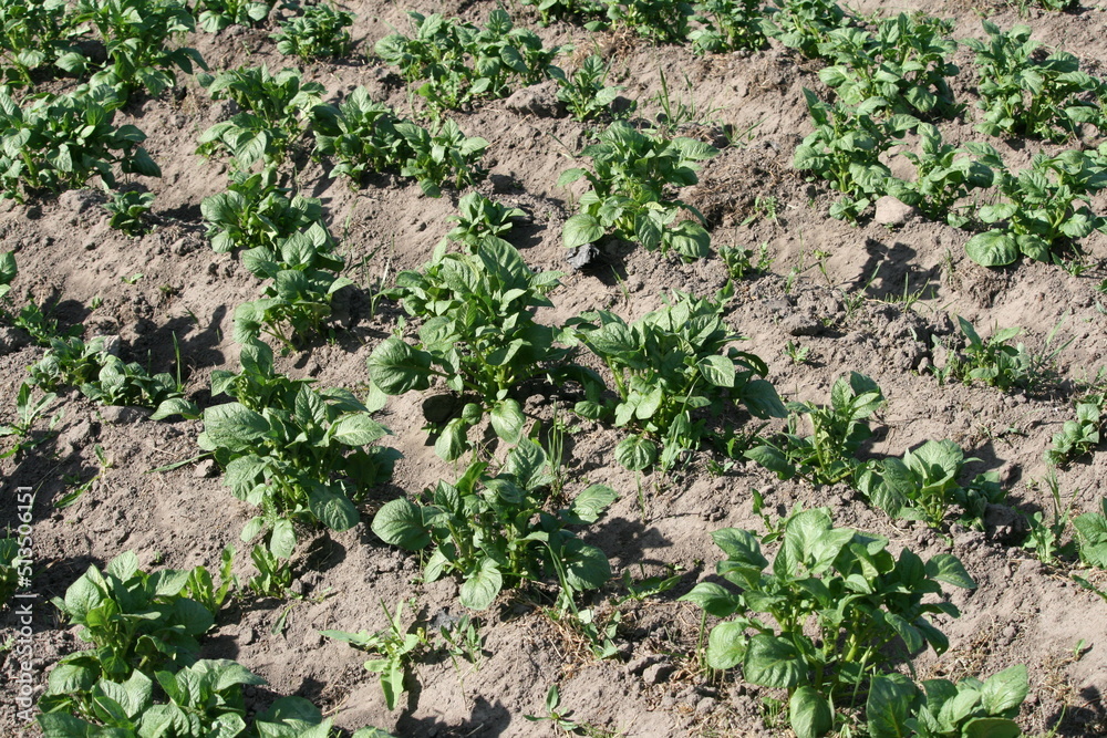 Kartoffelacker - Kartoffelpflanze - Solanum tuberosum Kartoffelacker - Kartoffelpflanze - Solanum tuberosum