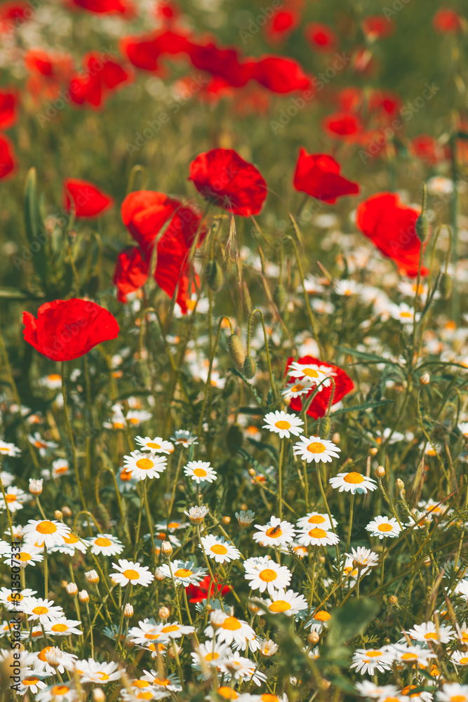 Naklejka premium Papaver rhoeas or red poppy flower in white daisy meadow. This flowering plant is used a symbol of remembrance of the fallen soldiers.