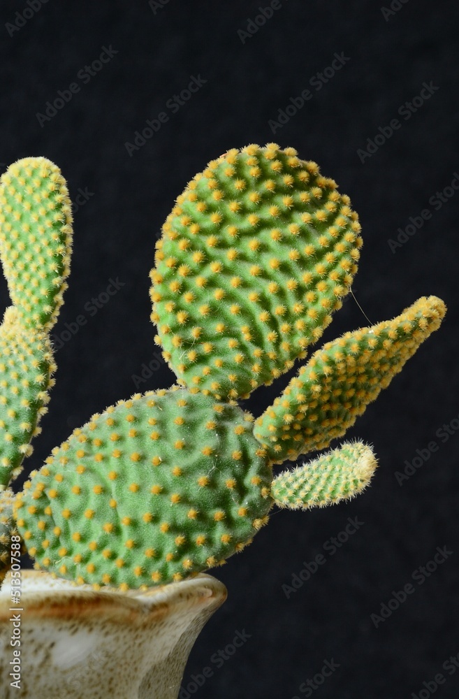 cactus in a pot cactus in a pot