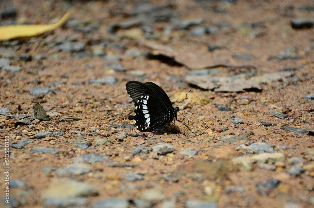 butterfly on the ground butterfly on the ground