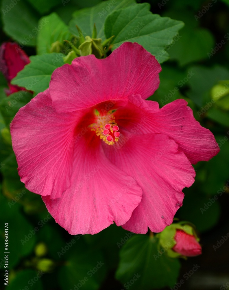pink hibiscus flower pink hibiscus flower