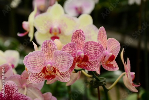 pink orchid flower