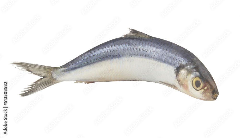 Raw herring fish isolated on white background Raw herring fish isolated on white background