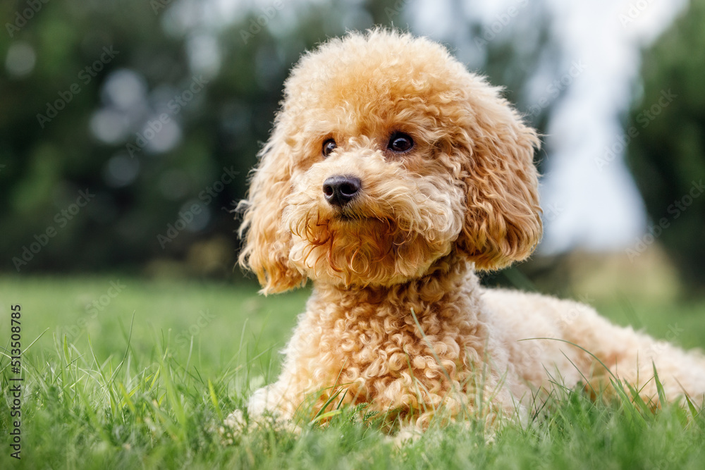 Poodle on the grass. Dog in nature. Dog of the Poodle breed. Ready for play time