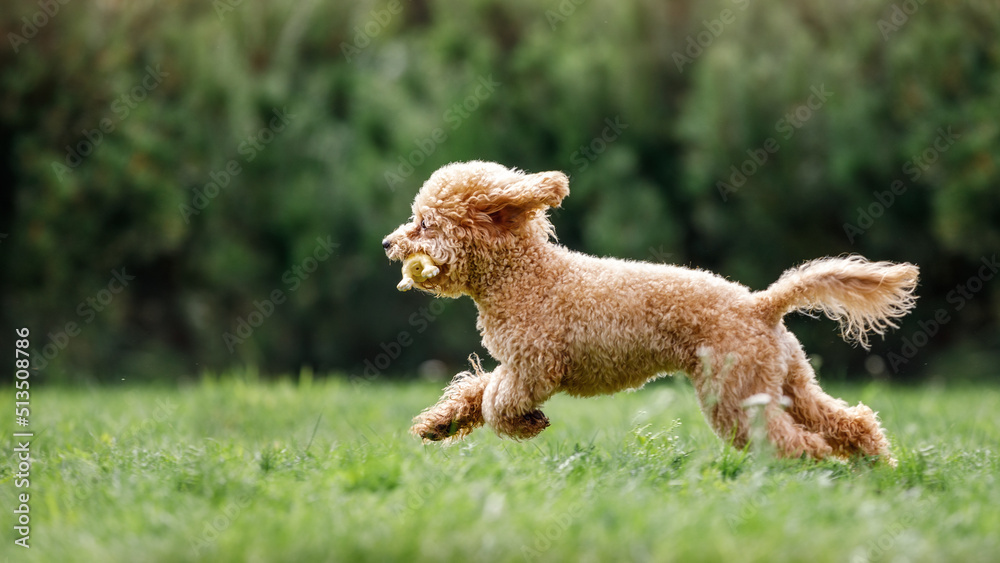 Brown poodle puppy dog with toy in mouth running on the grass. Brown poodle puppy dog with toy in mouth running on the grass.