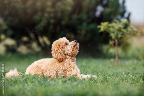 Poodle lie on the grass he looks up and awaiting instructions from his owner.