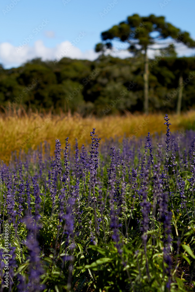 Lavanda Lavanda
