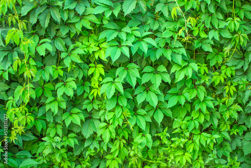 thickets of parthenocissus for the background Fototapet