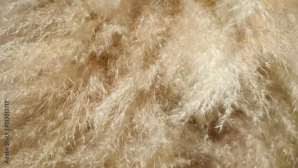 Dry sedge grass in the wind. Pastel neutral colors. Earth tones. Abstract natural background. Natural Beige. Pampas grass, seeds. Neutral colors. Selective focus. Trend concept. Dry sedge grass in the wind. Pastel neutral colors. Earth tones. Abstract natural background. Natural Beige. Pampas grass, seeds. Neutral colors. Selective focus. Trend concept.